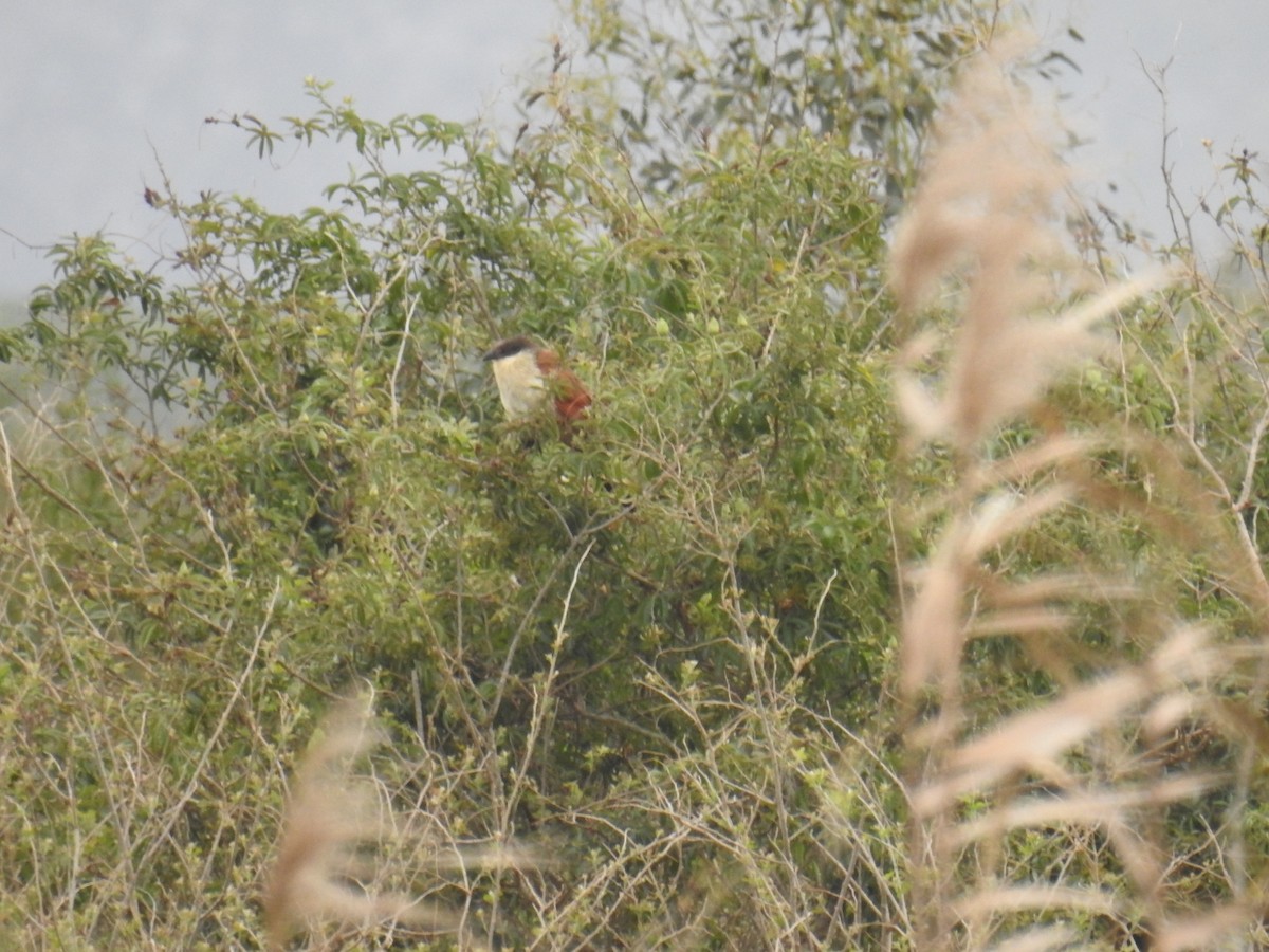 White-browed Coucal - ML70049211