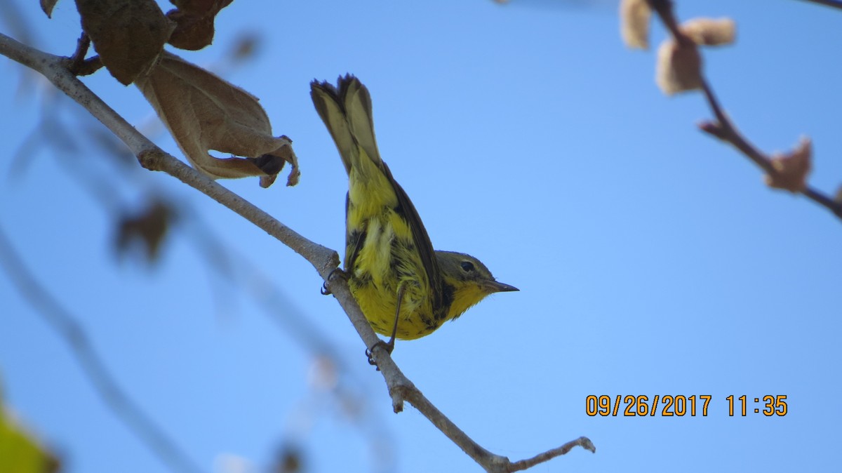 Prairie Warbler - ML70049551