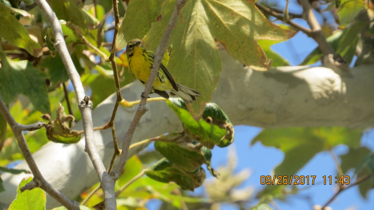 Paruline des prés - ML70049561