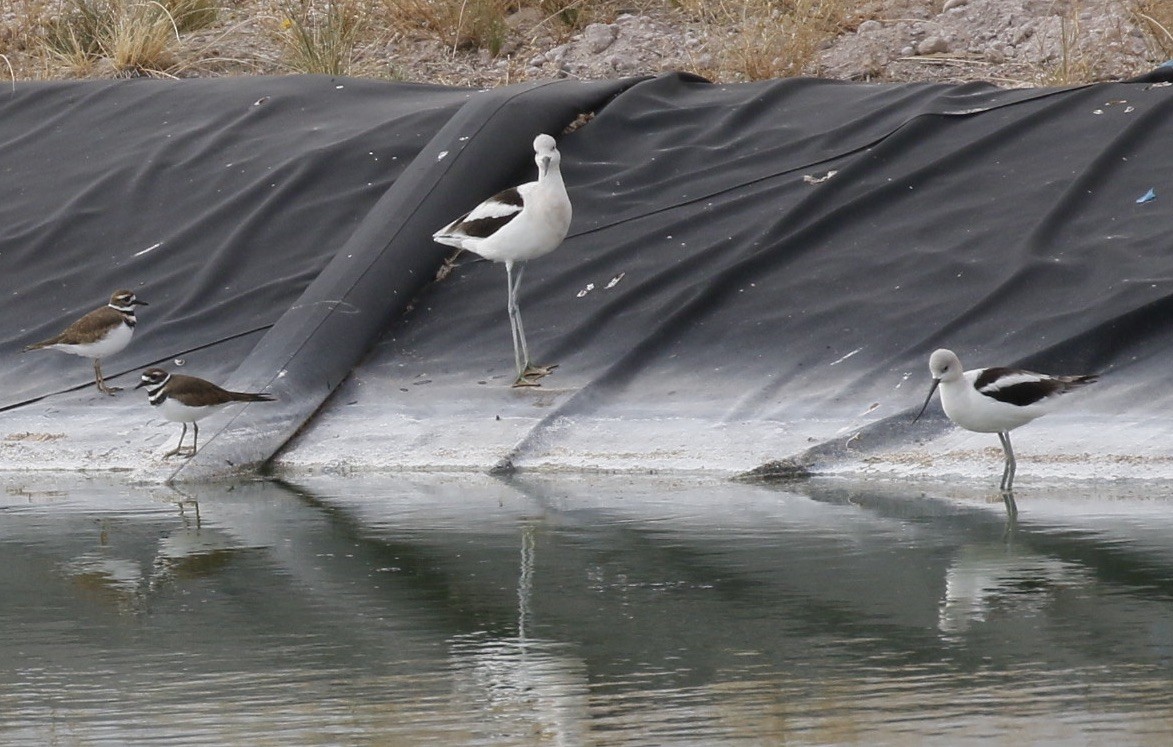 American Avocet - ML70050201