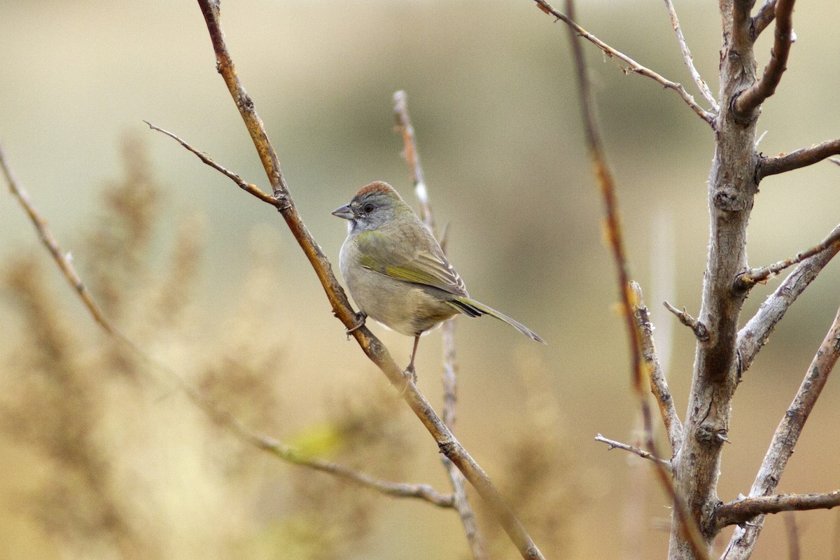 Green-tailed Towhee - ML70050591