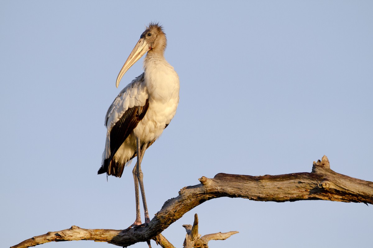 Wood Stork - Brian Sullivan