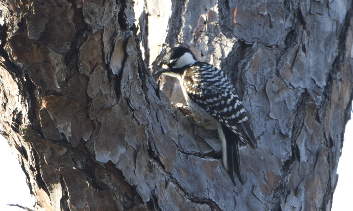 Red-cockaded Woodpecker - ML70052481