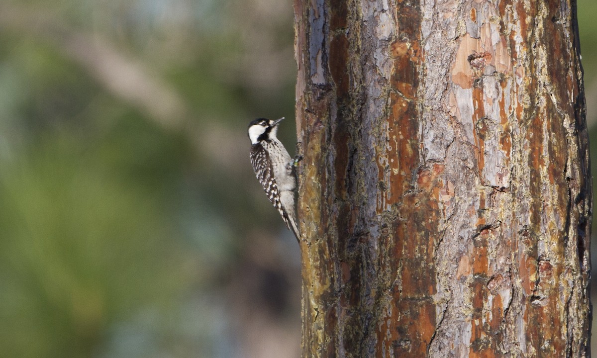 Red-cockaded Woodpecker - ML70052491