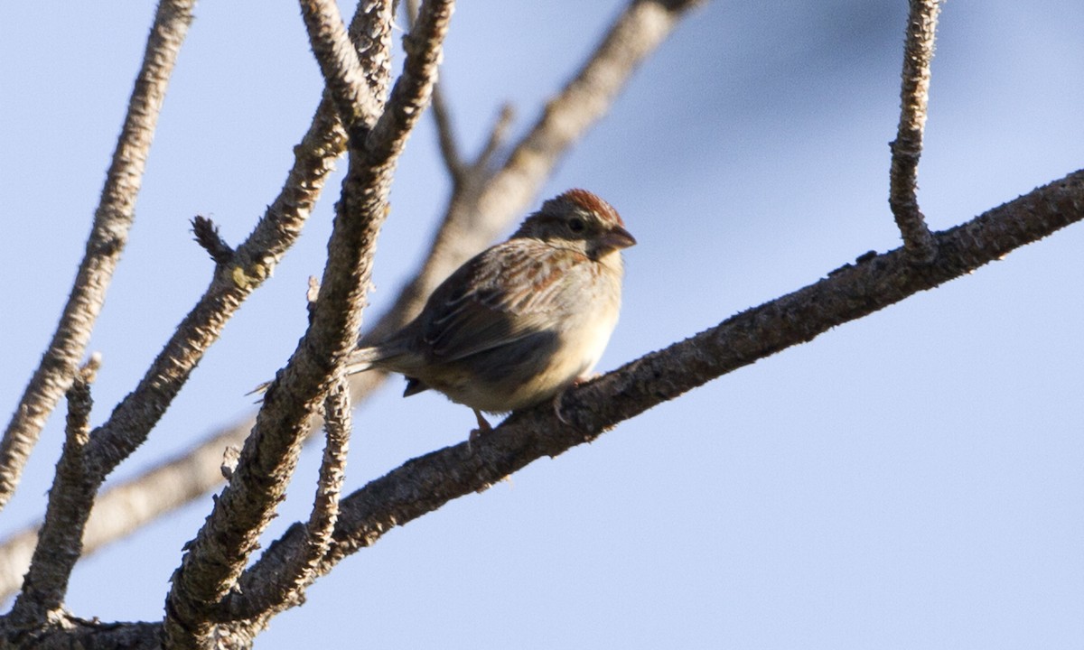 Bachman's Sparrow - Brian Sullivan