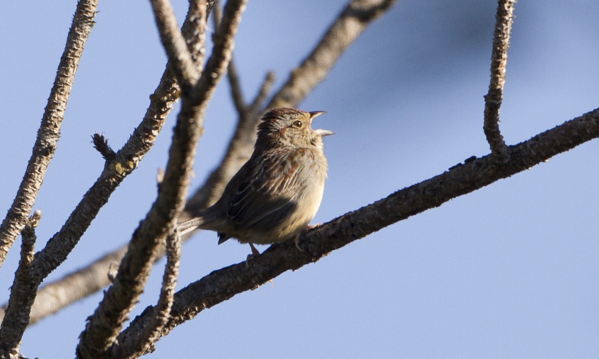 Bachman's Sparrow - ML70052551