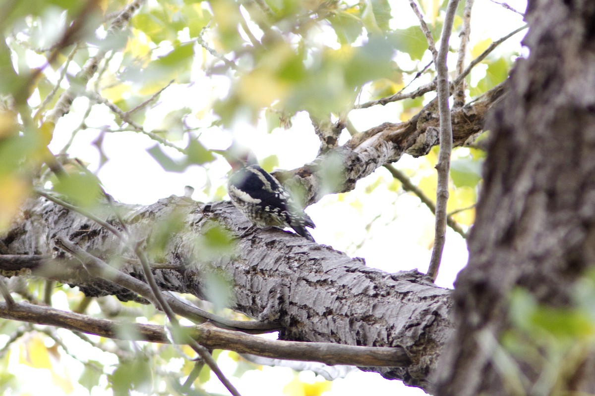 Red-naped Sapsucker - ML70053431