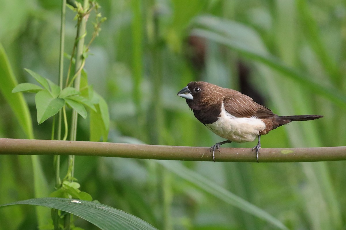 White-rumped Munia - Mukundan Kizhakkemadham