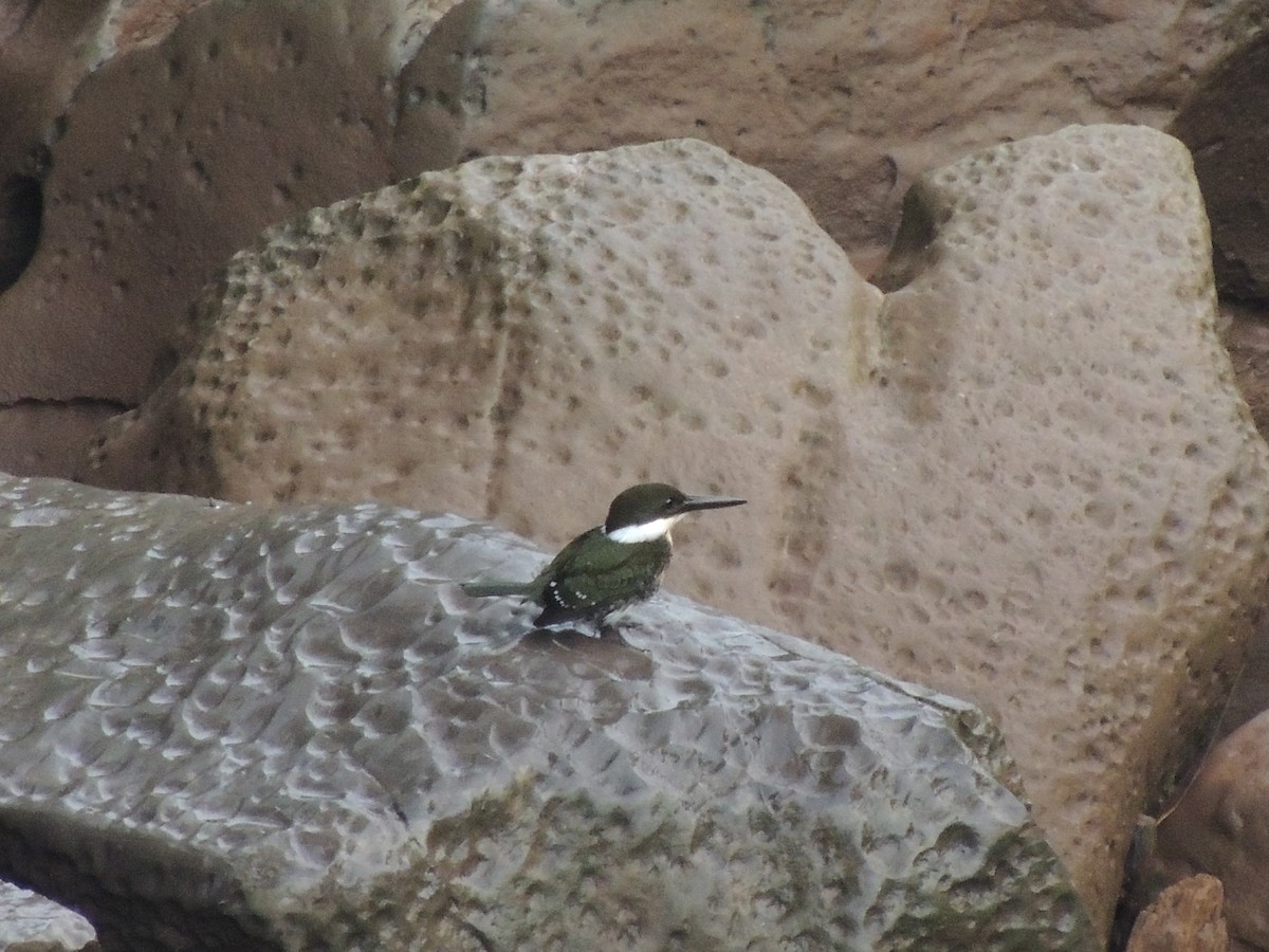 Green Kingfisher - ML70054071