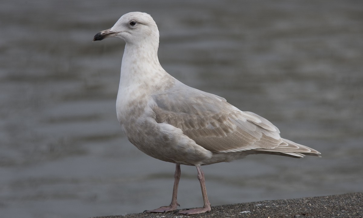 Glaucous-winged Gull - Brian Sullivan