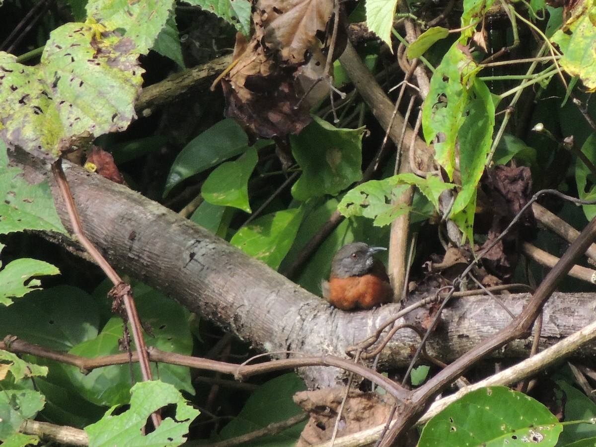 Rufous-breasted Spinetail - Eloisa Hdez S.