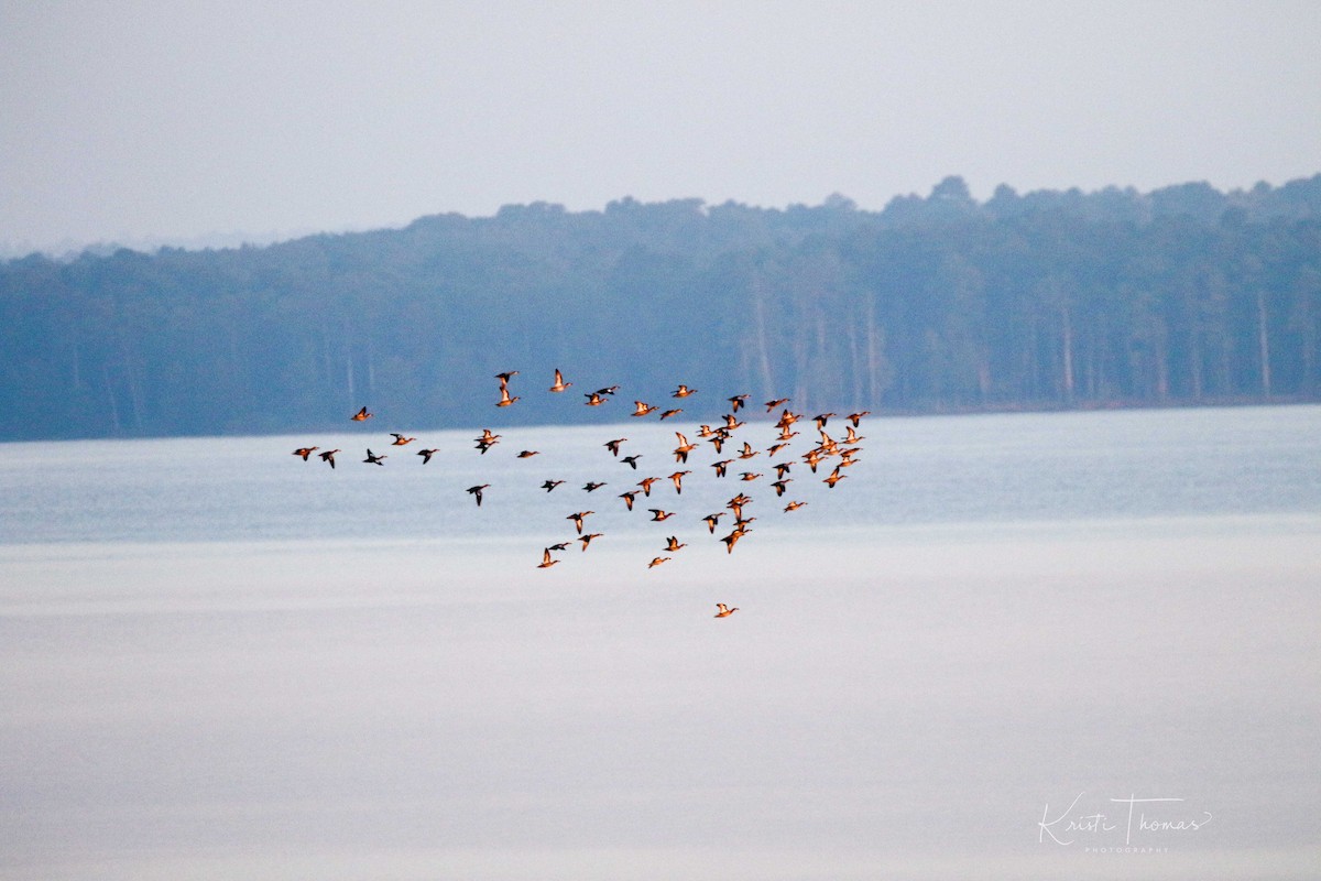 Blue-winged Teal - ML70055331