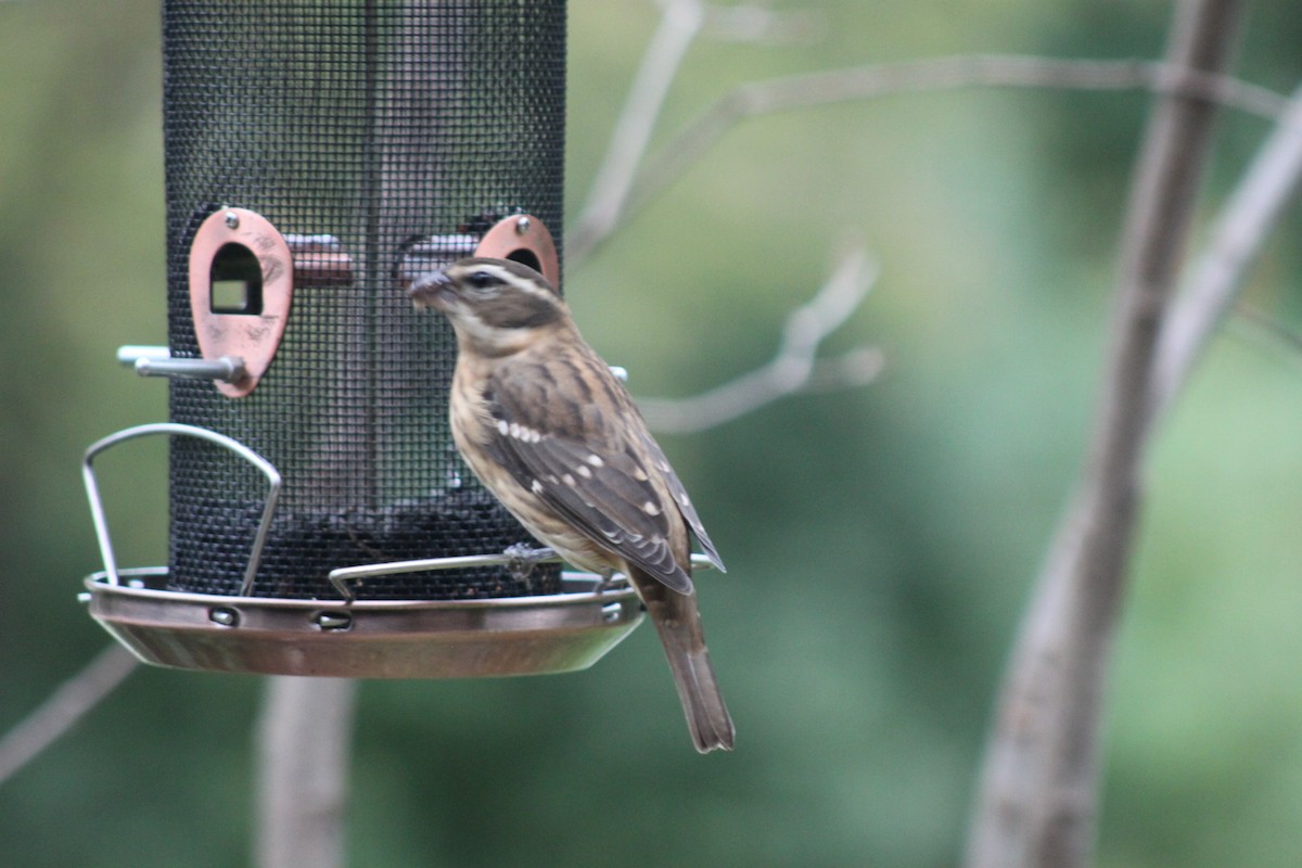 Rose-breasted Grosbeak - ML70055351