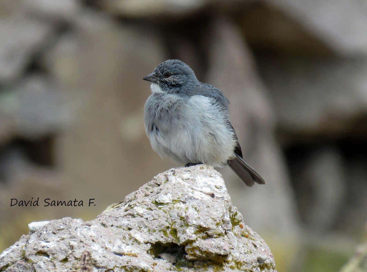 White-throated Sierra Finch - David  Samata Flores