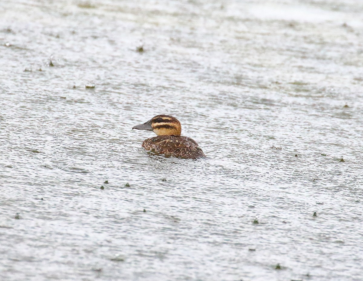 Masked Duck - Terry Mitchell