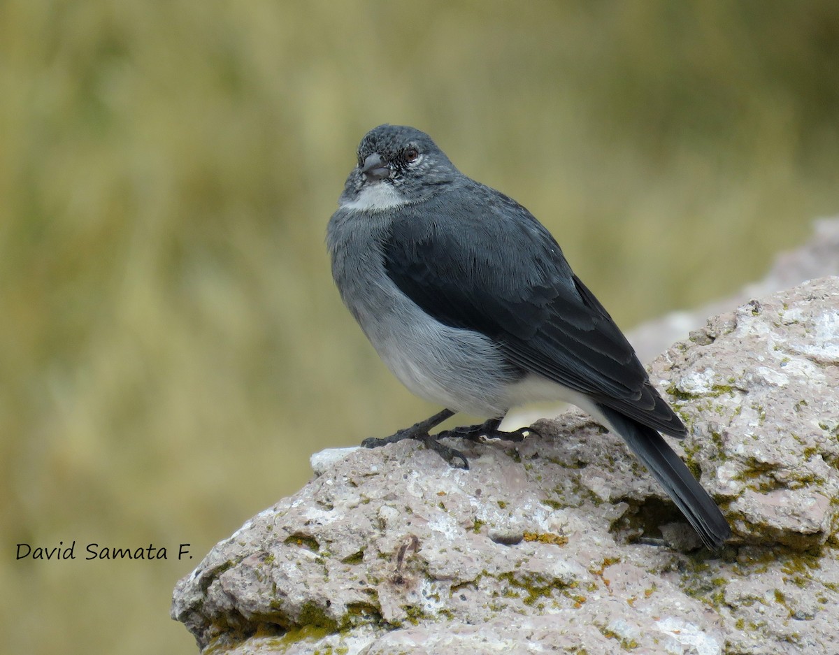 White-throated Sierra Finch - David  Samata Flores