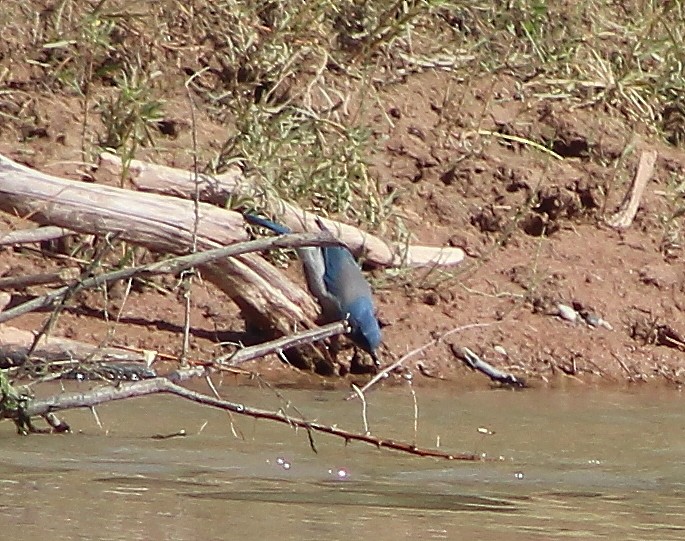 Woodhouse's Scrub-Jay - alison rodgers