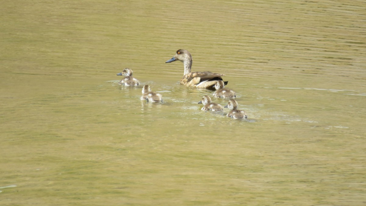 Crested Duck - David  Samata Flores