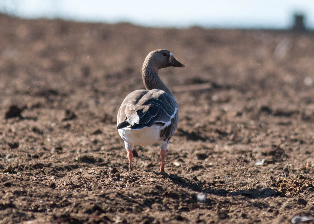 Greater White-fronted Goose (Western) - ML70058271