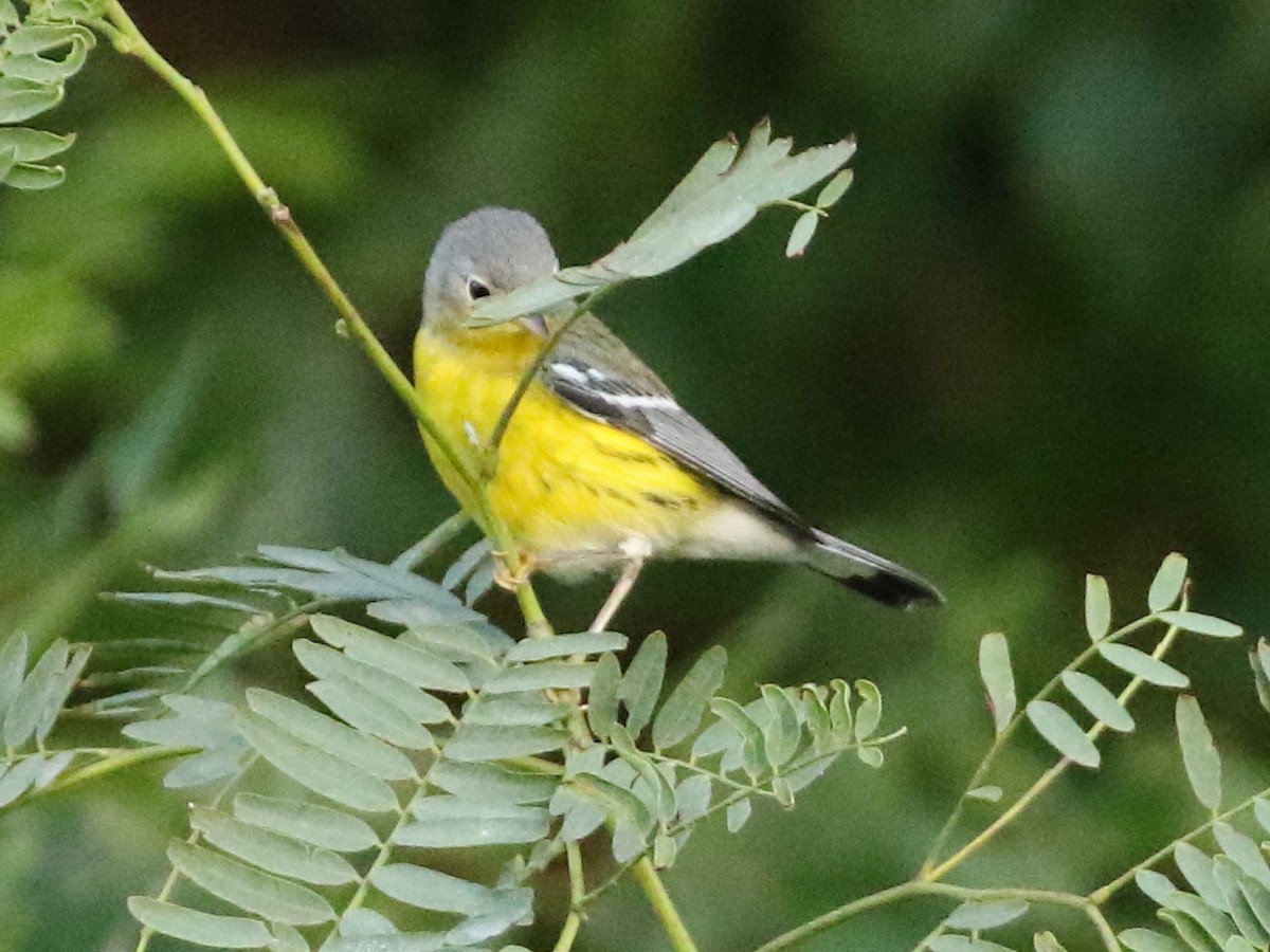 Magnolia Warbler - ML70059911