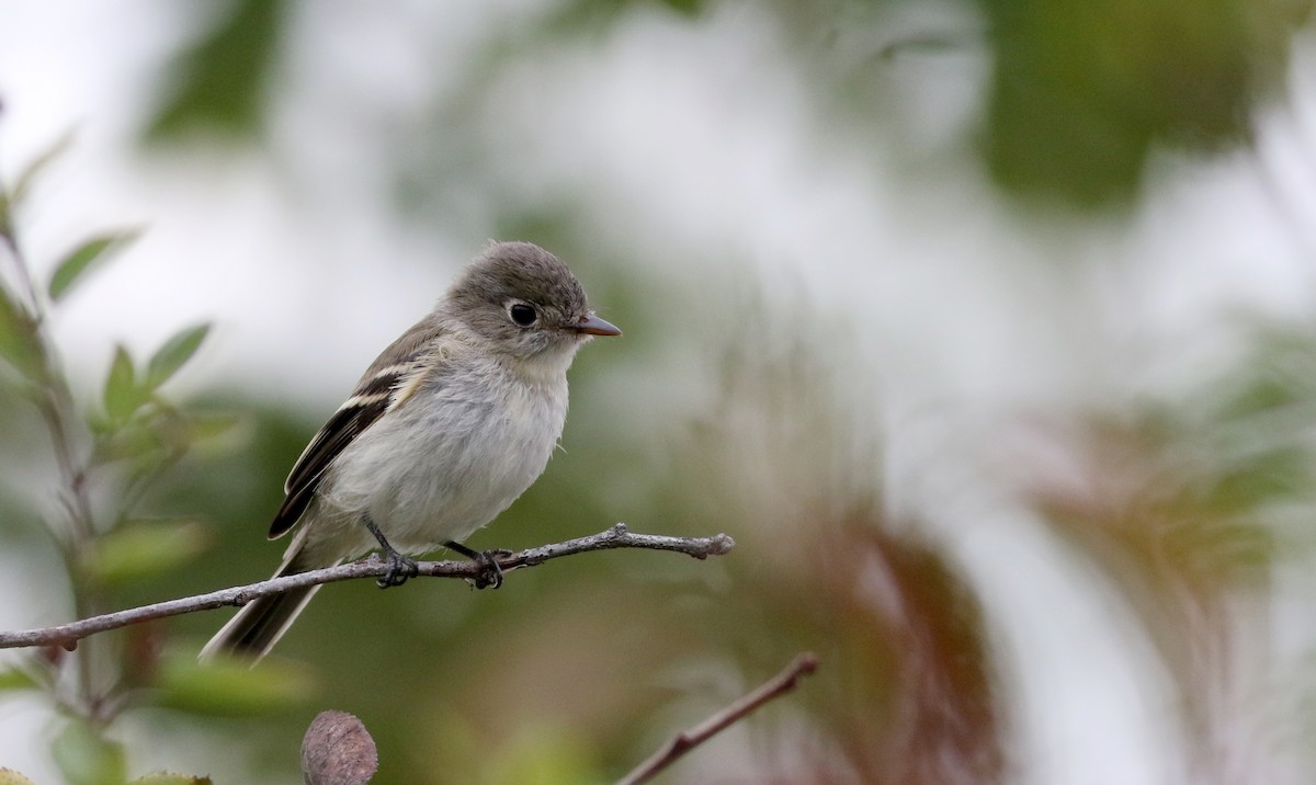 Least Flycatcher - ML70060291