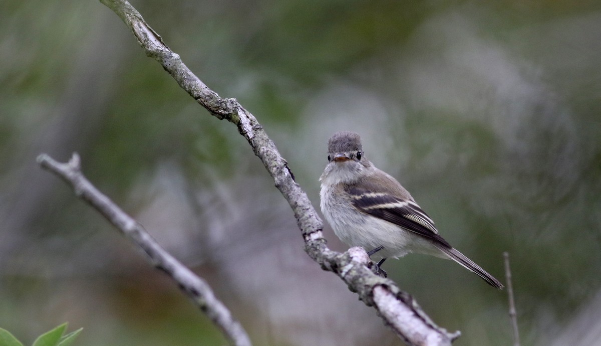 Least Flycatcher - ML70060361