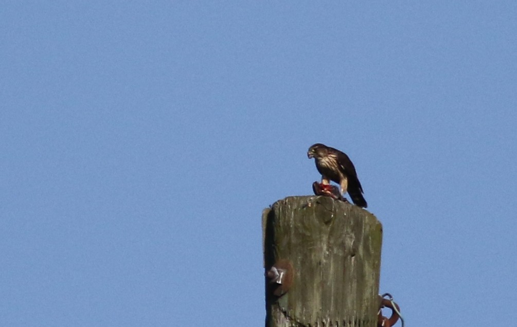 Faucon émerillon (columbarius) - ML70062721