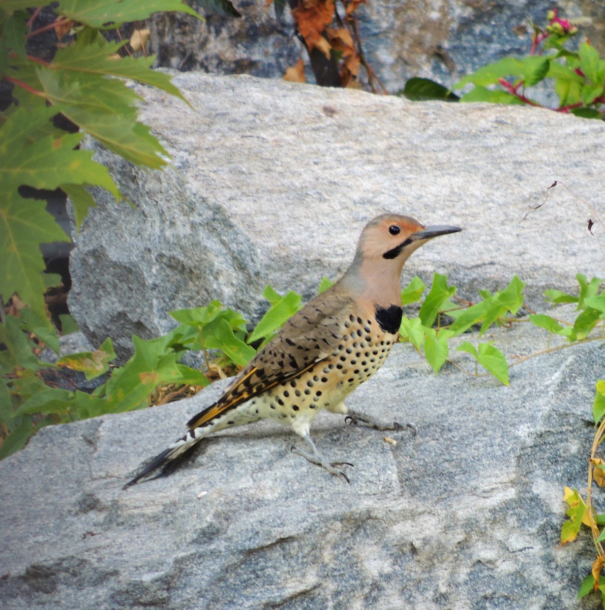 Northern Flicker (Yellow-shafted) - ML70062801