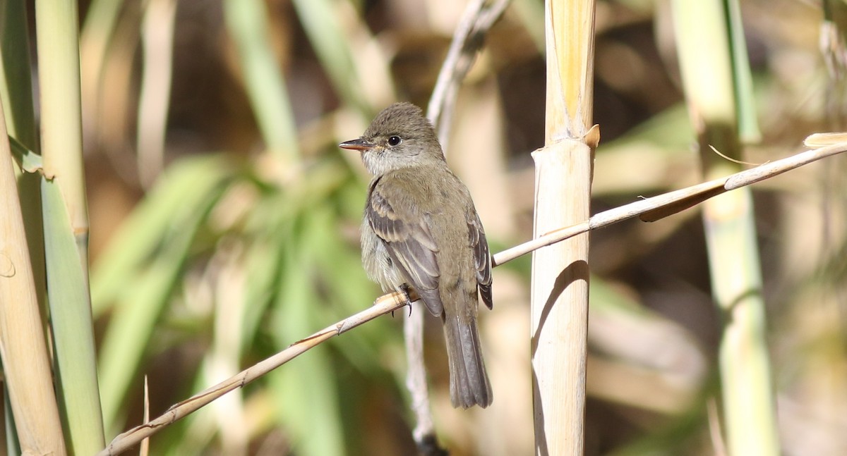 Willow Flycatcher - Robert McNab