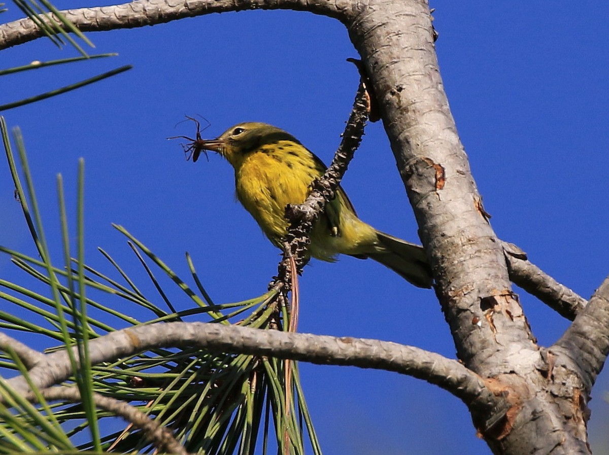 Prairie Warbler - Trish Gussler