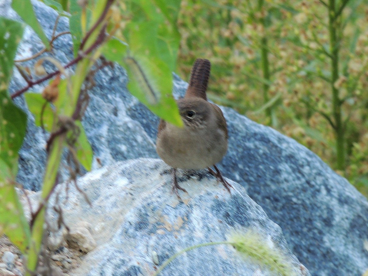 Northern House Wren - ML70063131