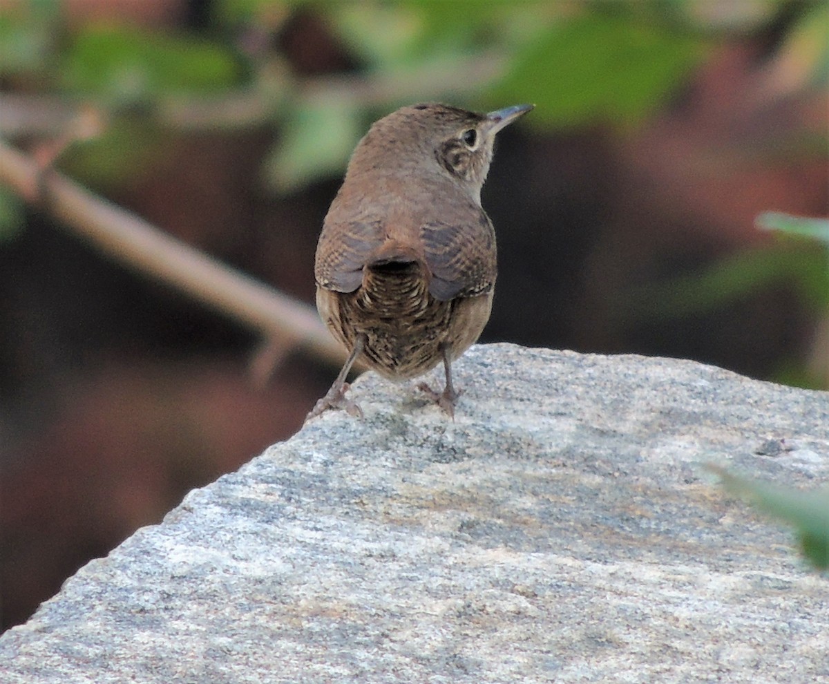 Northern House Wren - ML70063141