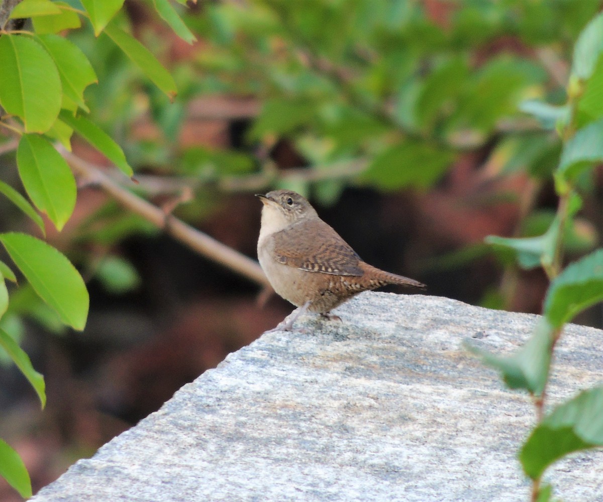 Northern House Wren - ML70063151