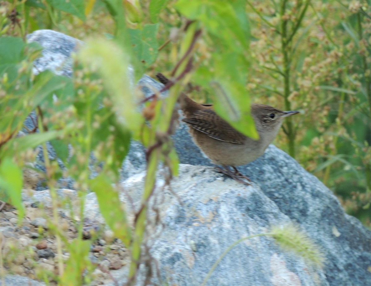 Northern House Wren - ML70063171