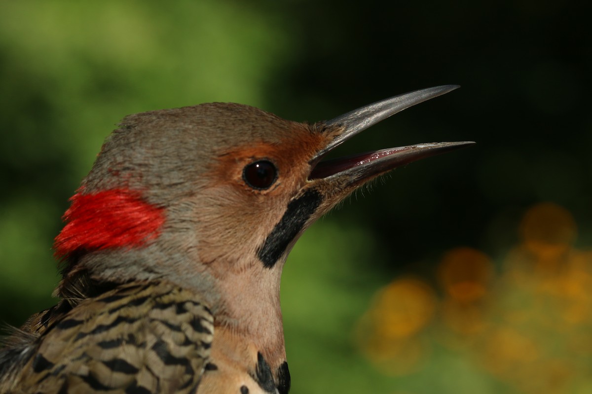 Northern Flicker (Yellow-shafted) - ML70063381