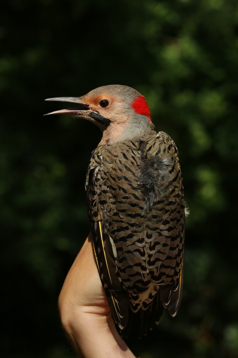 Northern Flicker (Yellow-shafted) - ML70063411