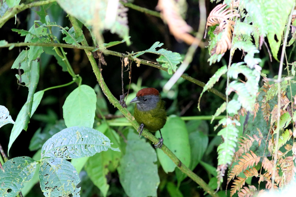 Olive Finch - Rohan van Twest