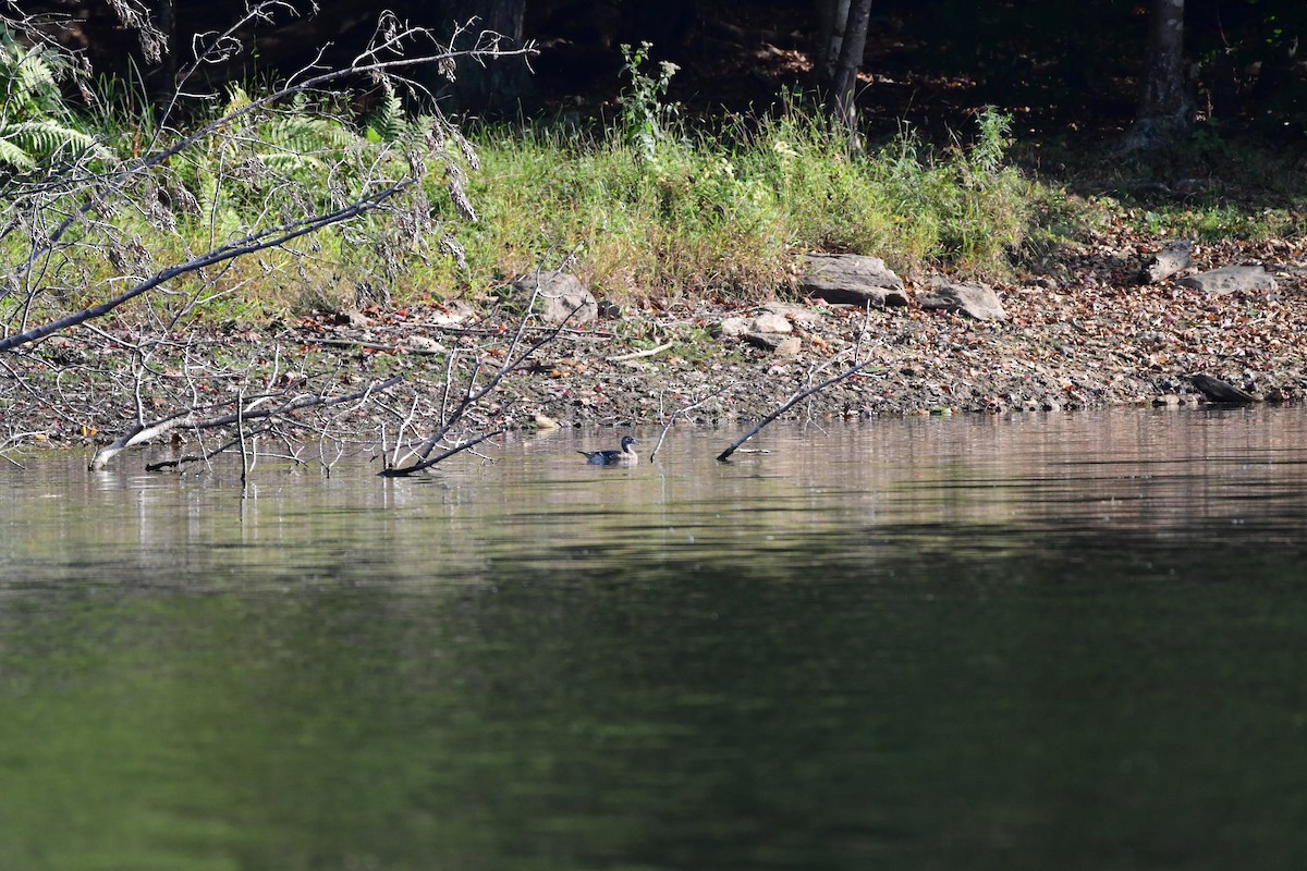 Wood Duck - ML70063851