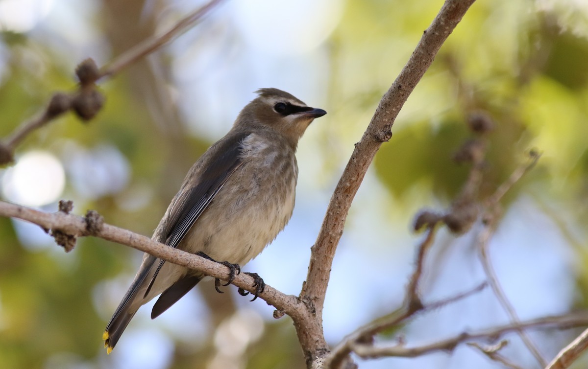 Cedar Waxwing - ML70064031