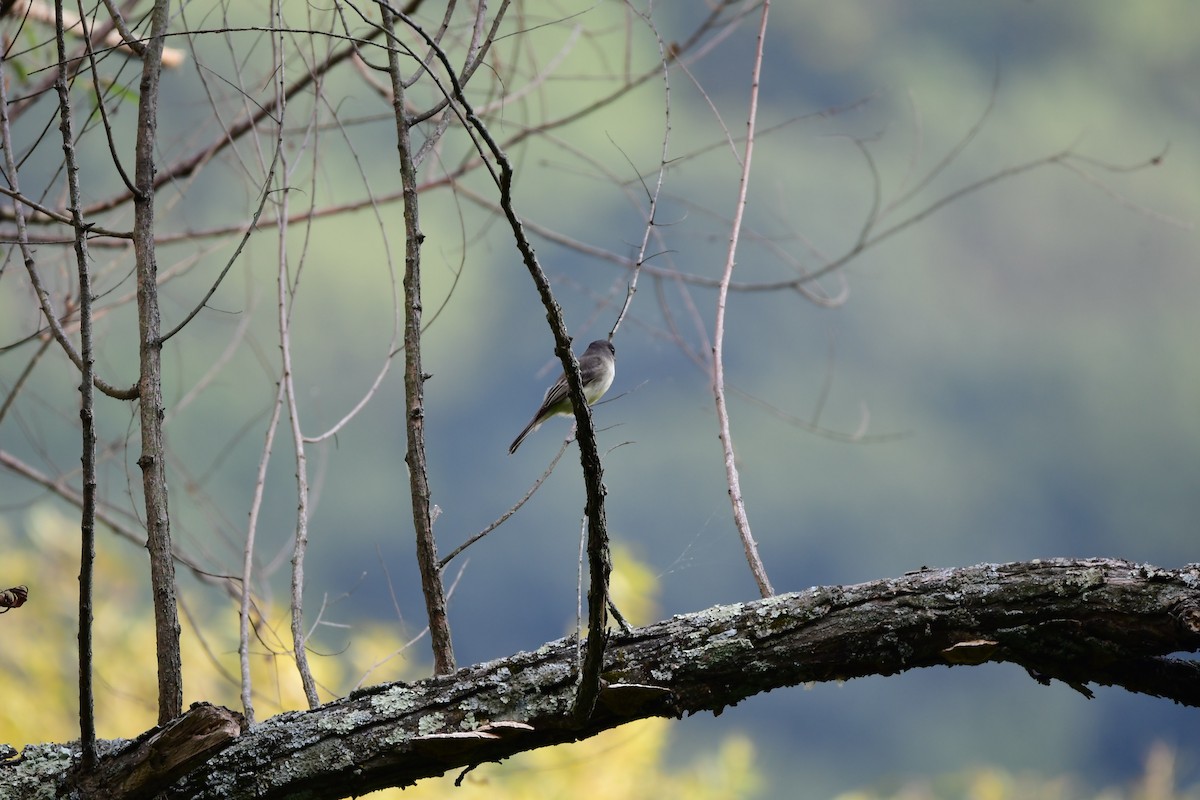 Eastern Phoebe - ML70064111