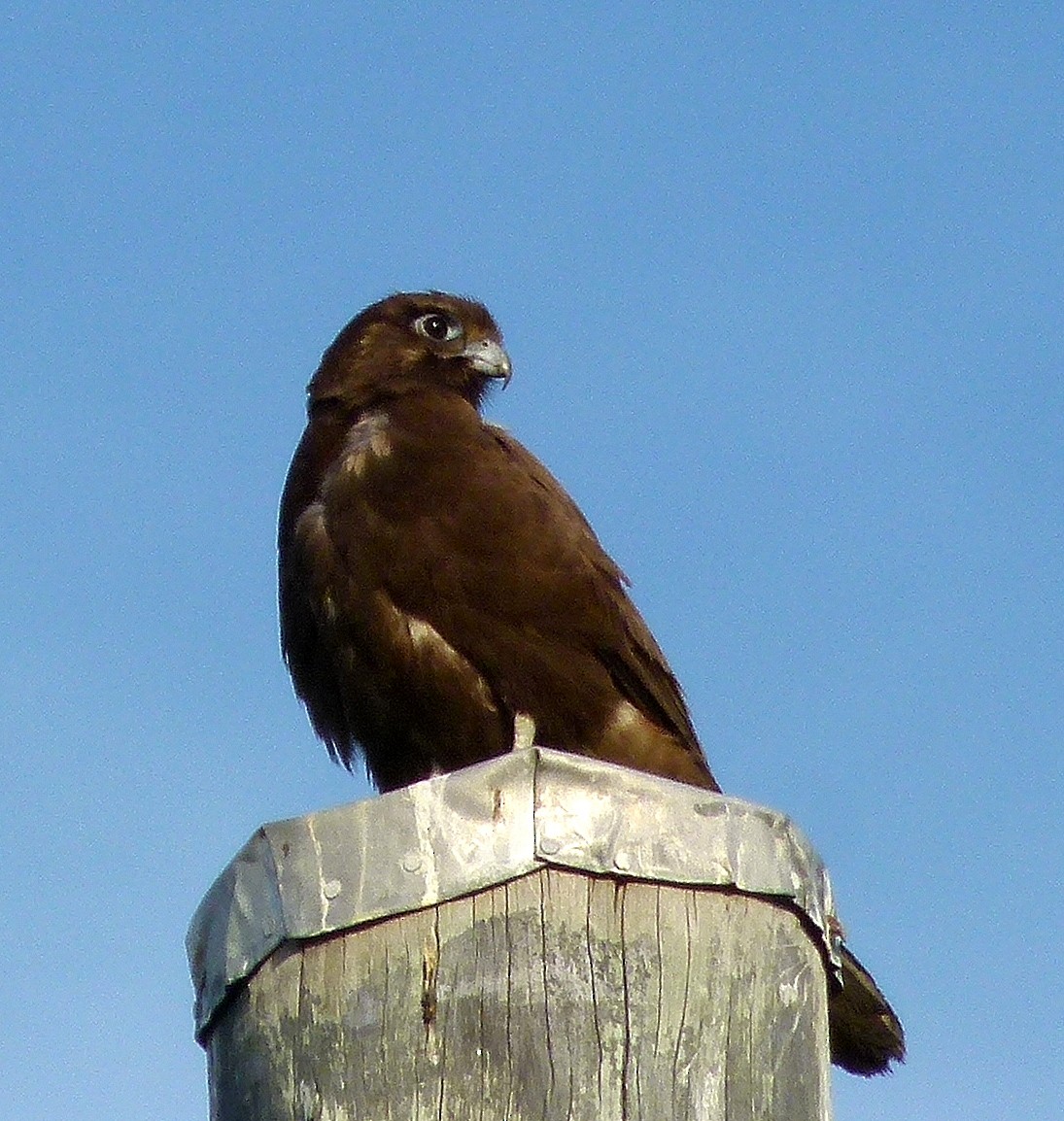 Brown Falcon - ML70065051