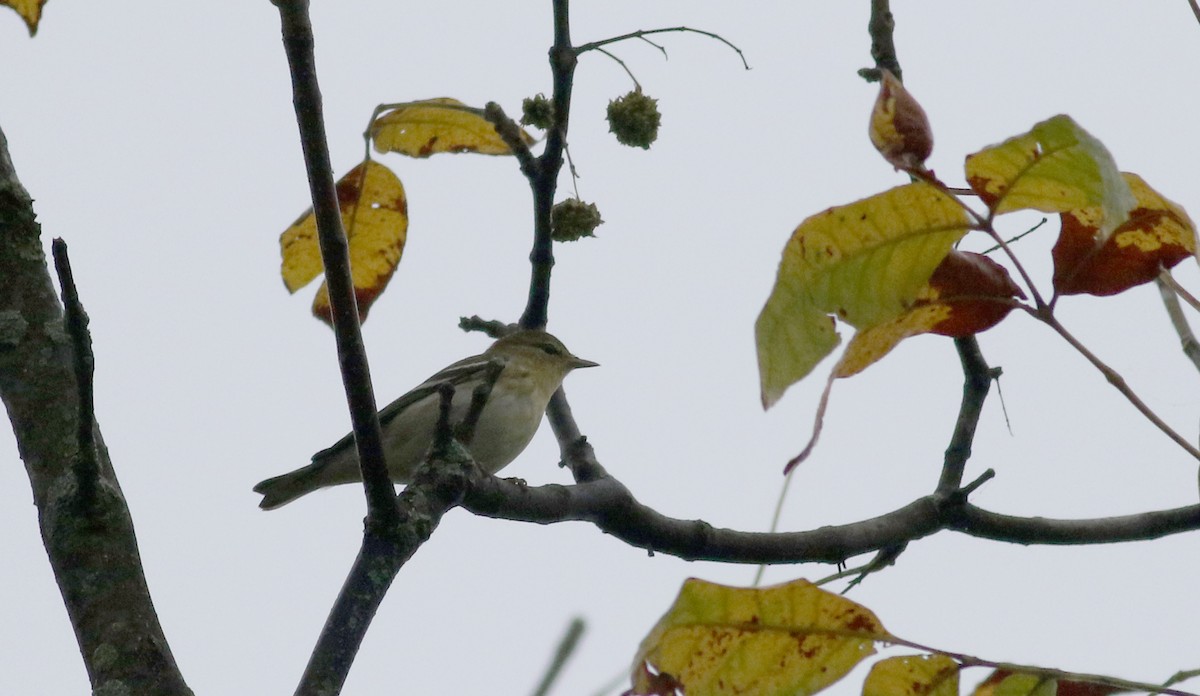 Blackpoll Warbler - ML70065421