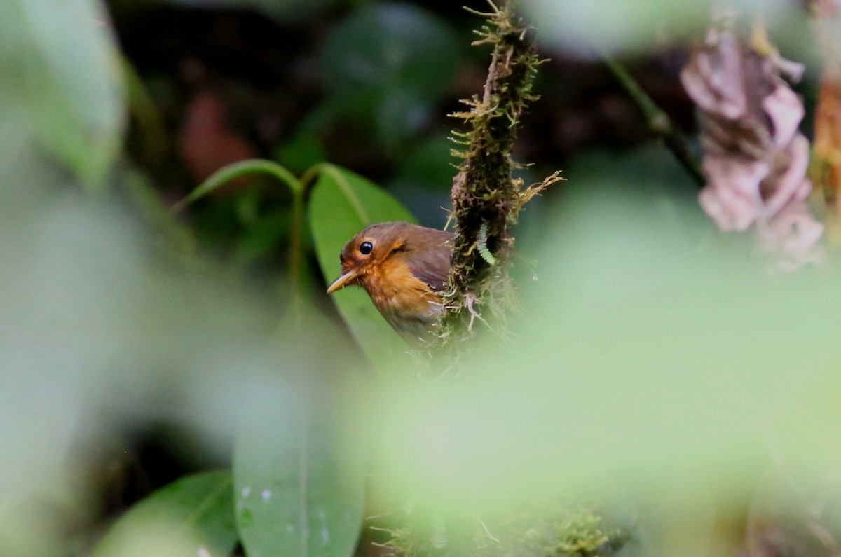 Ochre-breasted Antpitta - Rohan van Twest