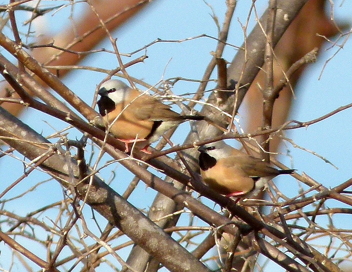 Black-throated Finch - ML70065451