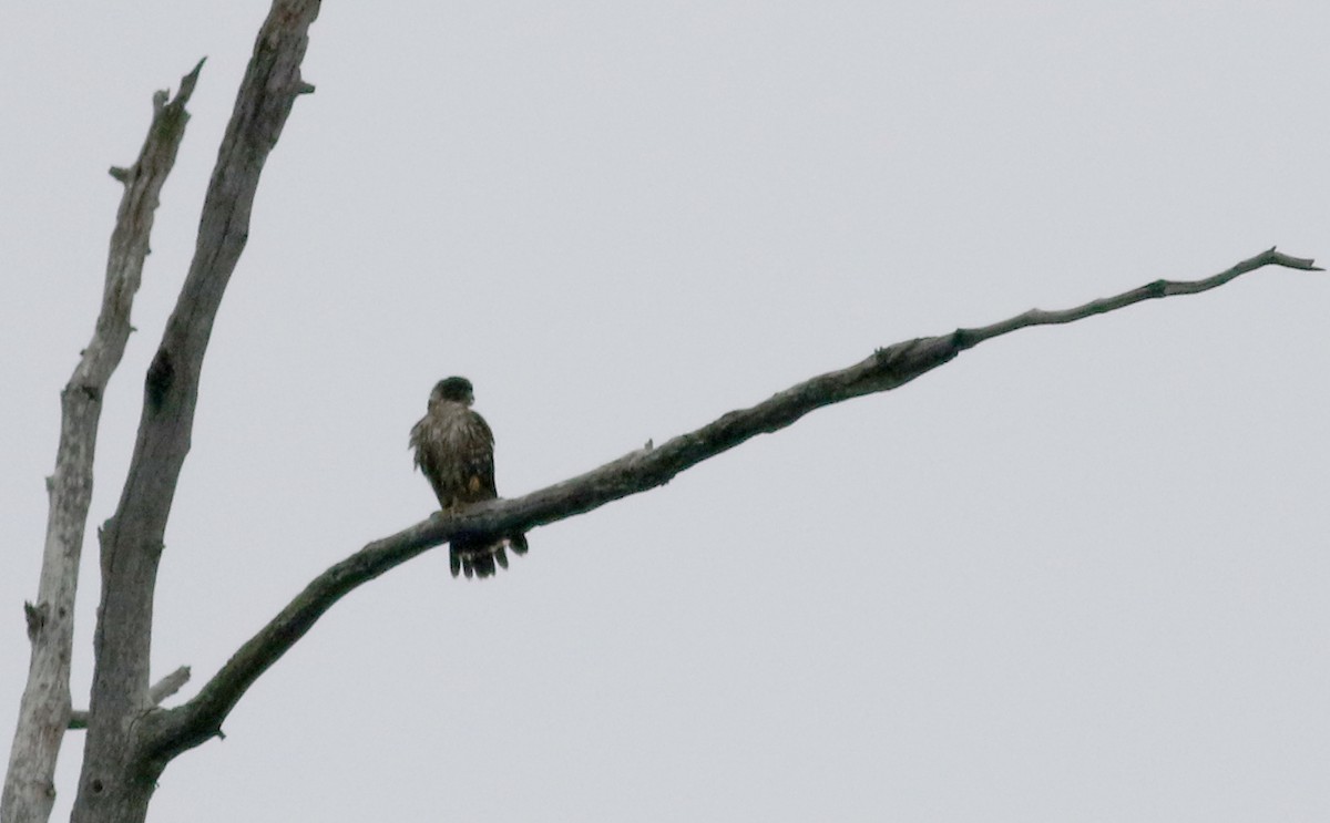 Підсоколик малий (підвид columbarius) - ML70065471