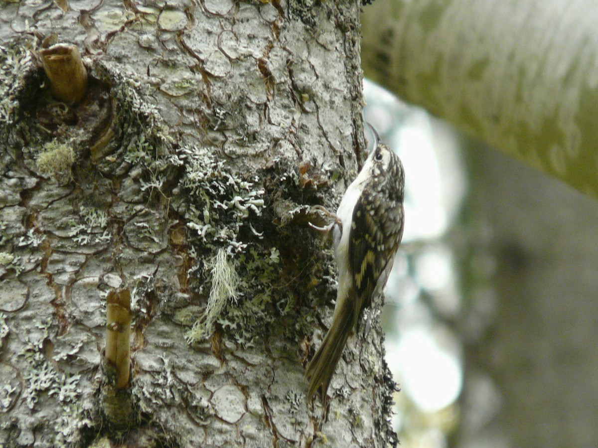 Brown Creeper - Douglas Leighton