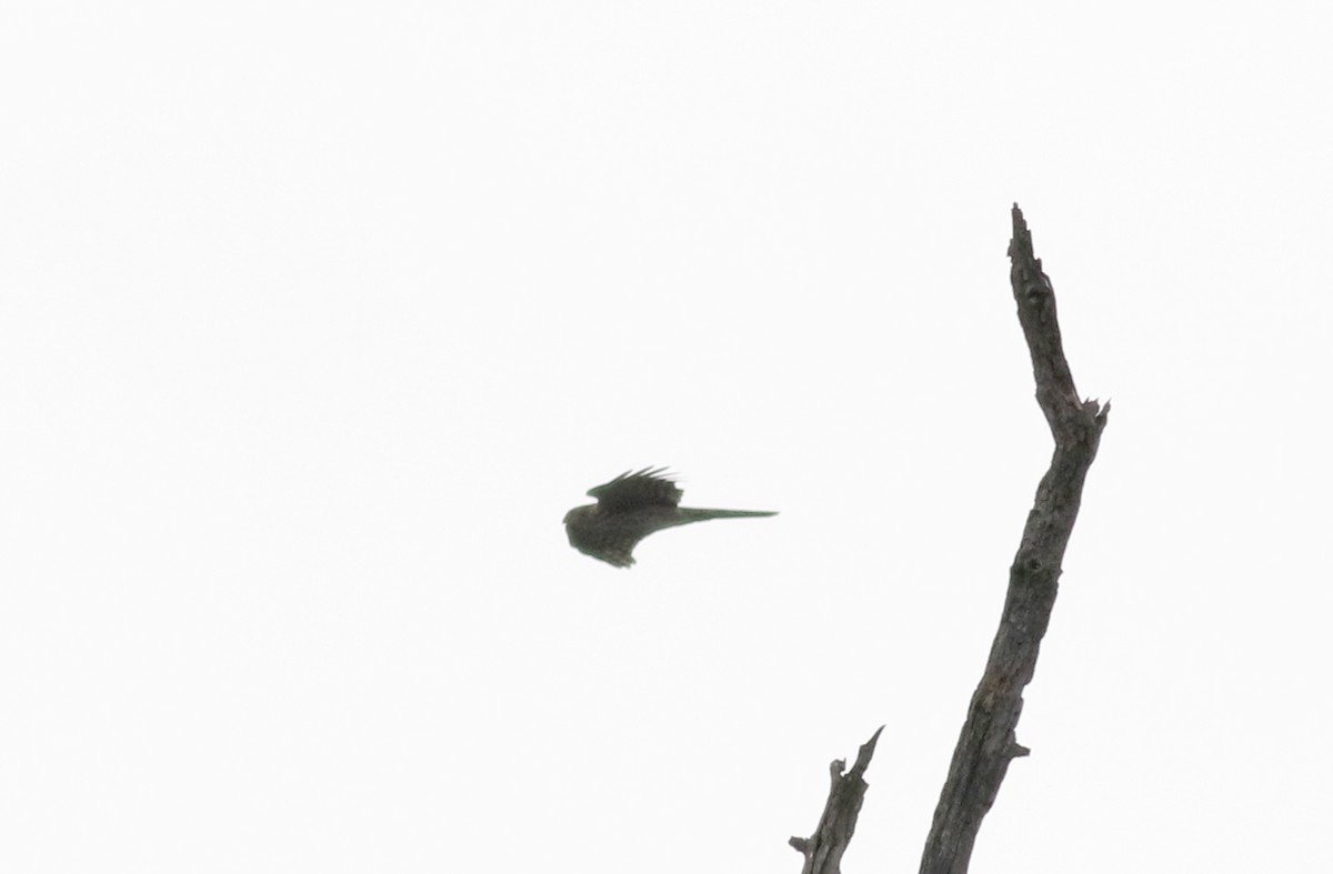 Sharp-shinned Hawk (Northern) - ML70065741