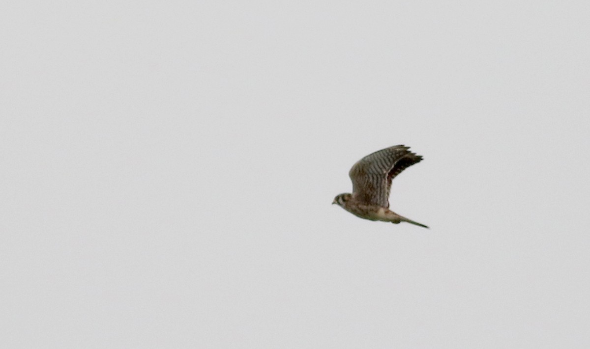 American Kestrel - ML70065851