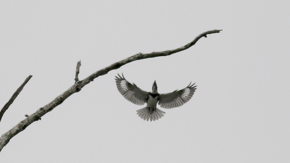 Belted Kingfisher - ML70065971