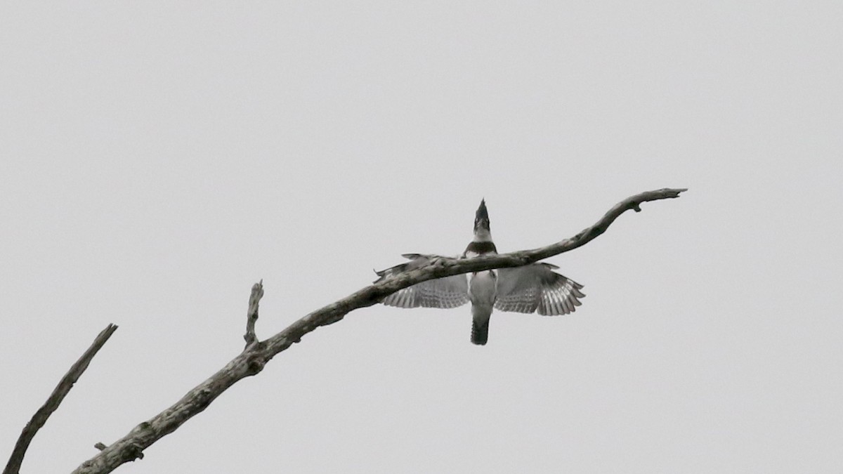 Belted Kingfisher - ML70065981